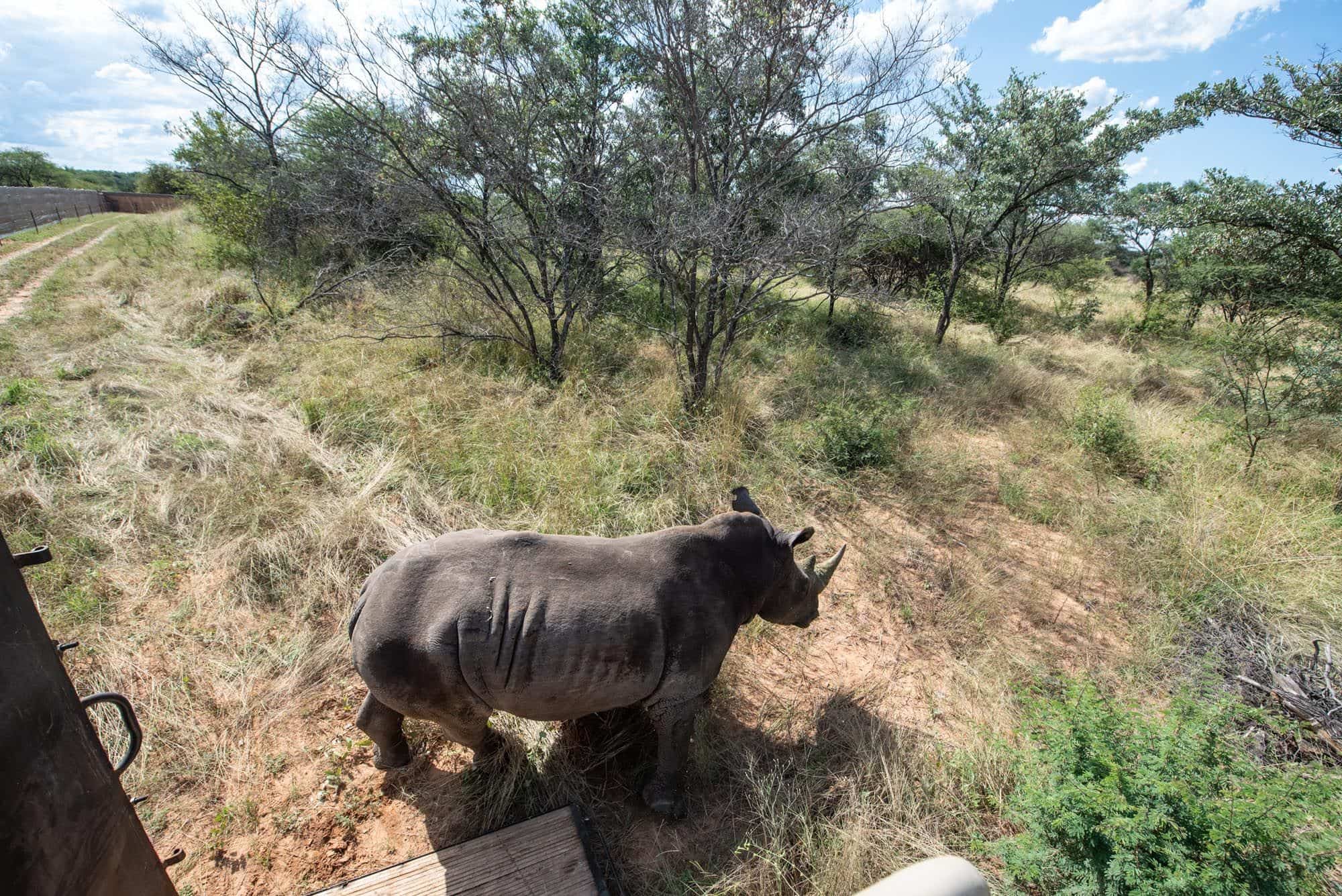 Historic return of rhinos to Mozambique 